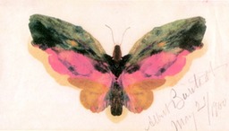 Butterfly by Bierstadt 2